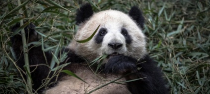 la-cina-rimuove-i-panda-dalla-lista-delle-specie-a-rischio