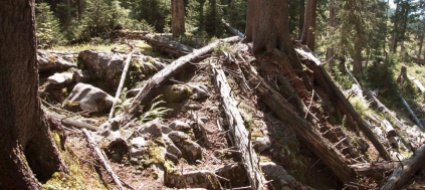 la-riserva-boschiva-bodmeren-si-trasforma-in-foresta-vergine