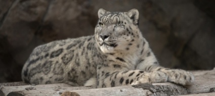 leopardo-delle-nevi-dello-zoo-di-san-diego-positivo-al-covid-19