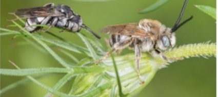 bolle-l-ape-tristis-e-molto-felice-di-esistere-ancora