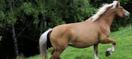 val-colla-la-proprietaria-del-cavallo-non-ho-denunciato