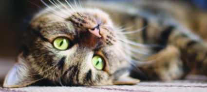 la-filosofia-dei-gatti-ma-utilissima-agli-umani