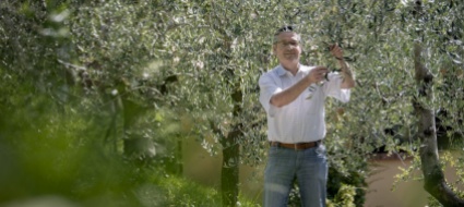 l-olivo-ticinese-una-realta-in-forte-espansione
