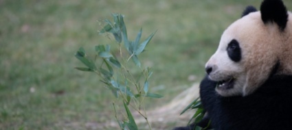 a-singapore-e-nato-un-panda-con-l-inseminazione-artificiale
