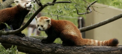 lo-zoo-di-zurigo-da-il-benvenuto-a-siddhi-panda-rosso