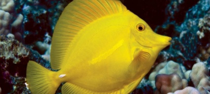 pesci-d-acquario-troppo-spesso-vittima-di-padroni-inesperti