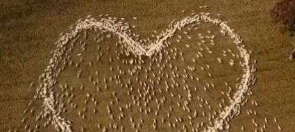 quando-l-amore-e-un-cuore-di-pecore