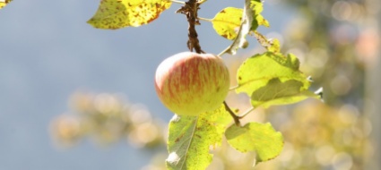 vallemaggia-i-primi-frutti-della-ricerca-sulle-piante