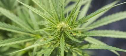 cannabis-la-svizzera-guarda-avanti-ma-il-ticino-e-fermo