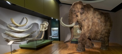 usa-15-milioni-di-dollari-per-risuscitare-il-mammut