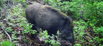 scusate-ma-sono-un-cinghiale