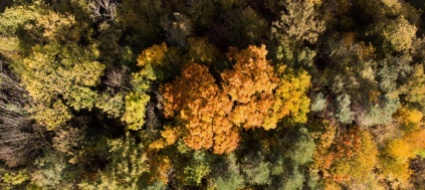 minusio-colori-d-autunno-escursione-botanica-a-rivapiana