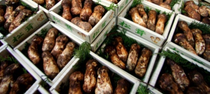 giappone-tre-funghi-all-asta-per-6-900-franchi