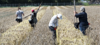 il-nazionale-vuole-altri-4-anni-di-moratoria-sugli-ogm