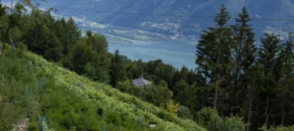 orselina-passeggiata-in-collina
