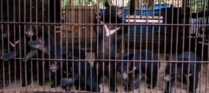 mercati-illegali-nel-myanmar