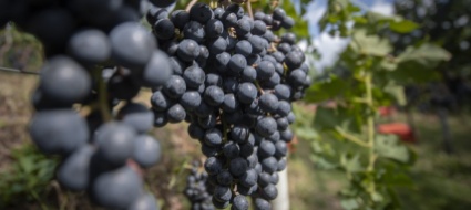 vendemmia-al-via-nel-sopraceneri