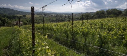 mendrisio-incoraggi-l-agricoltura-biologica-bis