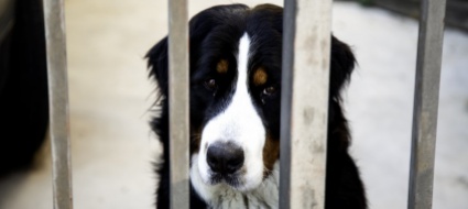 maltrattamenti-il-veterinario-cantonale-sara-parte-civile