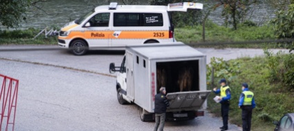 formazione-lacunosa-per-il-trasporto-di-bestiame