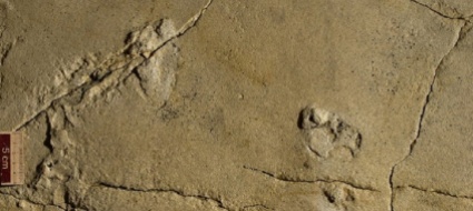 a-creta-le-orme-piu-antiche-forse-di-un-ominide