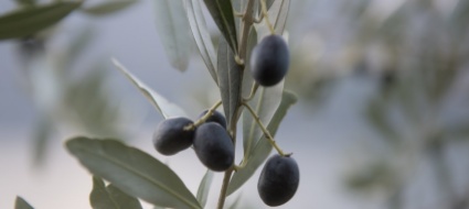 l-associazione-amici-dell-olivo-rilancia-la-stagione