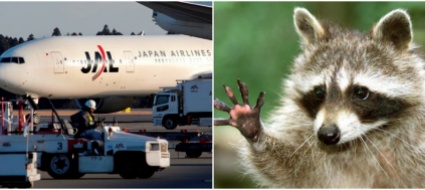 l-aeroporto-narita-di-tokyo-bloccato-da-un-carcassa-di-procione