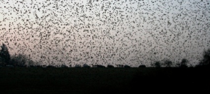 oltre-160mila-uccelli-migratori-sotto-lo-sguardo-dei-birdwatcher
