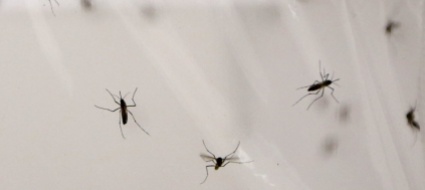 oms-svolta-storica-con-il-primo-vaccino-anti-malaria