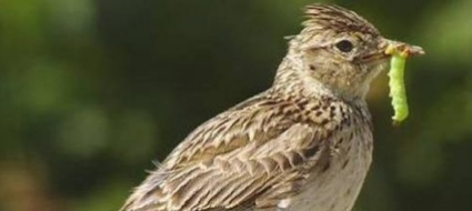 biodiversita-l-uccello-del-2022-e-l-allodola