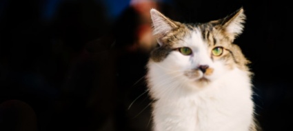 francia-stop-vendita-cuccioli-di-cani-e-gatti-nei-negozi
