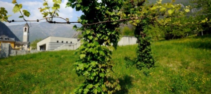 impegno-ambientale-avegno-gordevio-fara-la-sua-parte