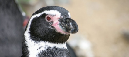 storia-del-pinguino-che-dall-antartide-arrivo-in-nuova-zelanda