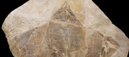 scoperto-fossile-di-un-pesce-di-48-milioni-di-anni-fa