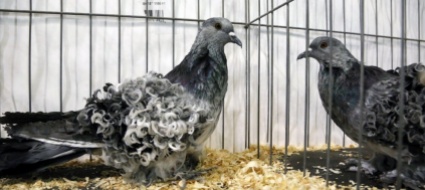 l-immigrata-sul-barcone-con-il-piccione-di-compagnia