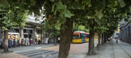 abbattimento-degli-alberi-le-regole-sono-da-cambiare