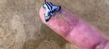 gioca-su-tiktok-con-un-animaletto-marino-che-e-velenosissimo