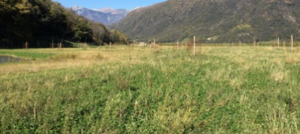 mezzovico-vira-un-aula-nel-bosco-per-il-comparto-petasio