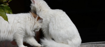 italia-l-accoppiamento-del-gatto-lo-porta-all-arresto