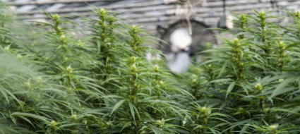 arrestati-15-produttori-di-marijuana-e-hashish