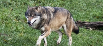 lupi-a-olivone-il-wwf-auspica-rispetto-comportamento-normale
