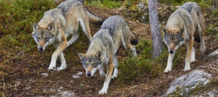 chiediamo-rispetto-per-i-contadini-e-i-loro-animali