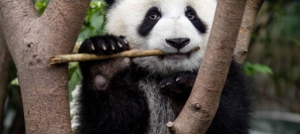 cina-trovato-un-fossile-di-panda-gigante-di-100-000-anni
