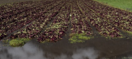 svizzera-agricoltura-in-difficolta-a-causa-del-maltempo