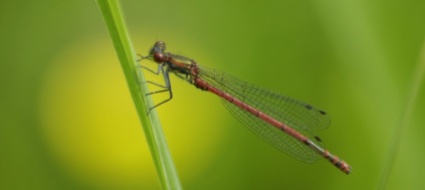libellule-una-specie-su-tre-e-minacciata-in-svizzera