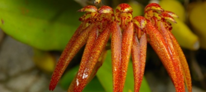 cina-scoperta-nuova-specie-di-orchidea-a-rischio