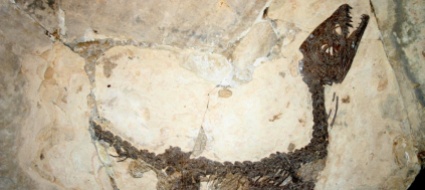 scoperto-vicino-a-trieste-il-primo-sito-di-dinosauri-in-italia