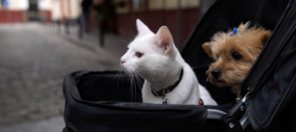 cani-e-gatti-in-affidamento-condiviso-in-caso-di-divorzio