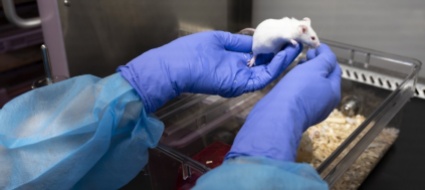 sperimentazione-animale-in-svizzera-come-il-gatto-col-topo