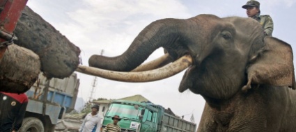 indonesia-uccisero-elefanti-con-l-elettricita-condannati